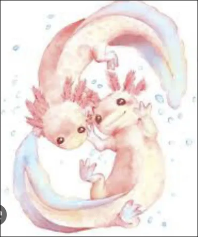 Trouves-tu les axolotls mignons ?