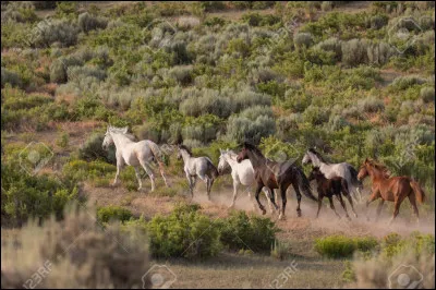 Dans un troupeau de chevaux sauvages, lequel es-tu ?