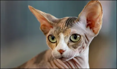 Quelle est cette race de chat ?