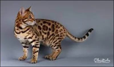 Quelle est cette race tigrée ?