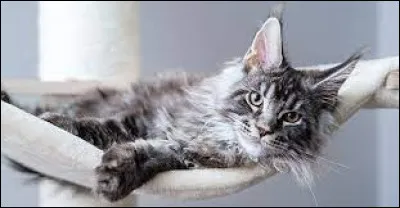 Comment s'appelle ce chat ?