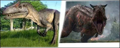 Le Carnotaure sest-il battu contre lAllosaure ?