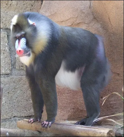 Quel est le nom de ce singe ?