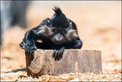 Quel est le nom de ce singe ?