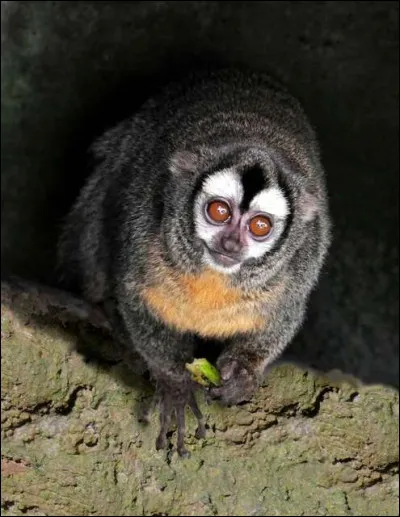 Quel est le nom de ce singe ?