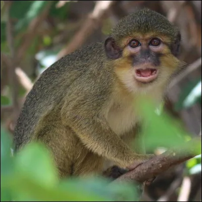 Quel est le nom de ce singe ?
