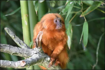 Quel est le nom de ce singe ?