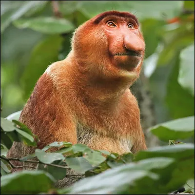 Quel est le nom de ce singe ?