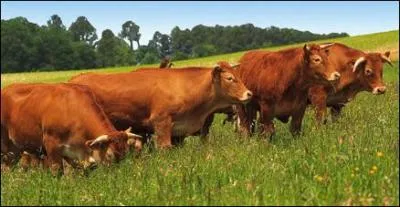 Combien de litres d'eau ncessite la production d'un kilo de buf ?