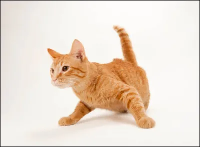 Combien y a-t-il de chats dans le monde ?