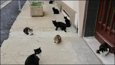 Quelle est la ville qui abrite le plus grand nombre de chats errants ?