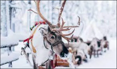 Qui sont ces animaux ?