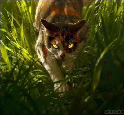 Qui est cette chatte ?