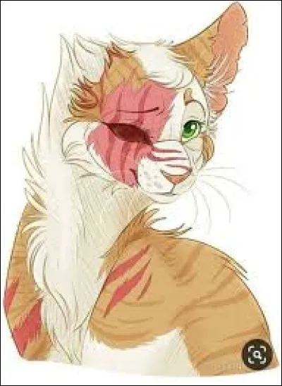 Qui est cette chatte ?