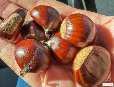 Quelle couleur détestes-tu ?