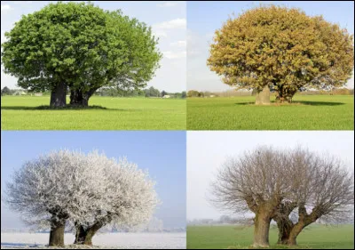 Quelle est ta saison préférée ?