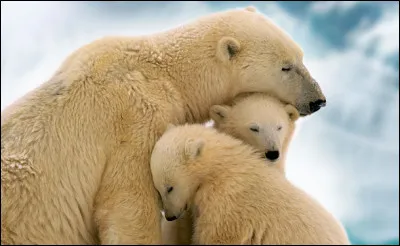 Aimes-tu les animaux ?