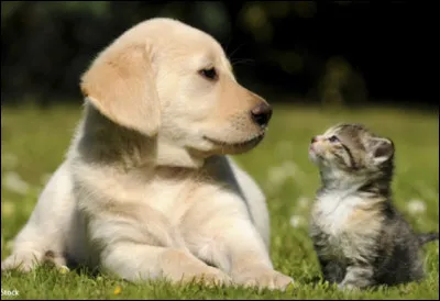 Quel type d'animaux préfères-tu ?