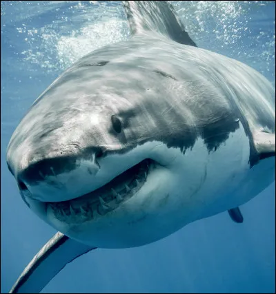 Attention, il est dangereux !