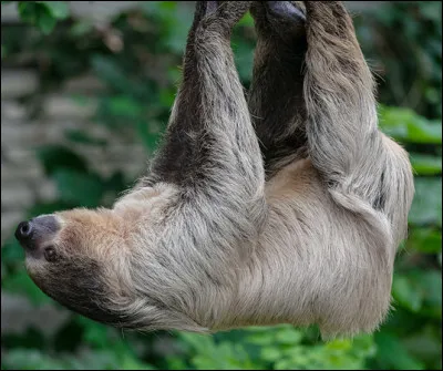 C'est un gros paresseux.