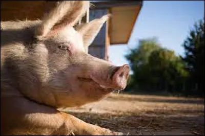 Quelle lettre faut-il remplacer pour obtenir ce que produisent les céréales ?