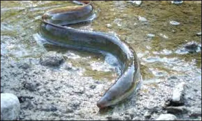 Quelle lettre faut-il remplacer pour obtenir une fine tige pointue ?