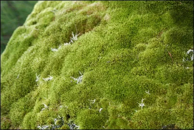 Quelle lettre faut-il remplacer pour obtenir un grand sac qui protège des vêtements ?