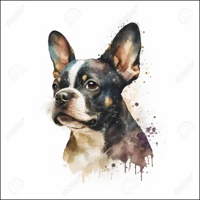 Si tu as choisi "Une image d'un chien" tu préfères :