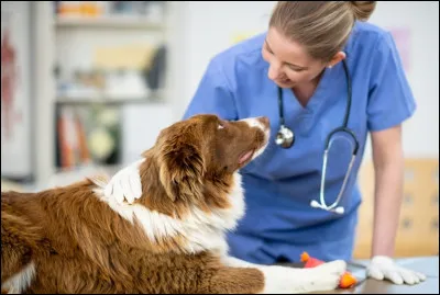 Dans quelle ville de France la plus ancienne école vétérinaire du monde a-t-elle été créée ?