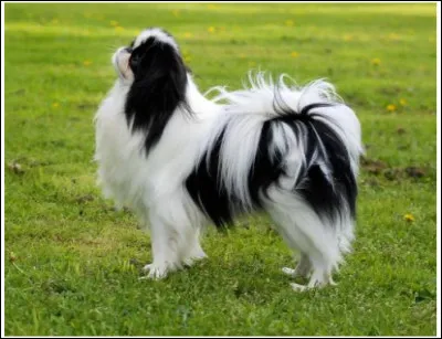 Quel animal n'est pas une race de chat ?