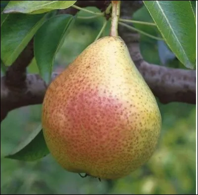 Quel fruit n'est pas une variété de pomme ?