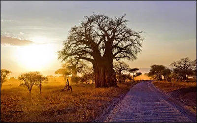 Quel acteur accompagne Meryl Streep dans le long-métrage "Out of Africa" ?
