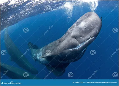 Un cachalot veut te manger, que fais-tu ?