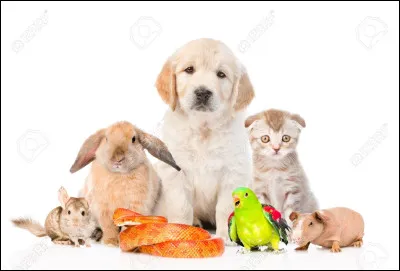 Quels animaux aimes-tu ?