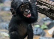 Quiz V/F (14) - Le bonobo