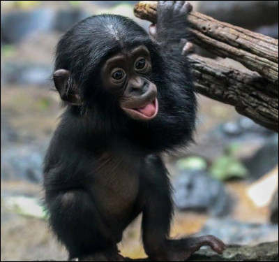 Le bonobo est arboricole, il grimpe dans les arbres et dort dans un nid qu'il construit.