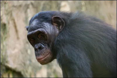 Il est également appelé chimpanzé mini.