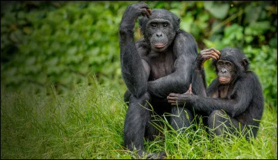 Le bonobo vit en groupe mixte, guidé et hiérarchisé par les mâles.