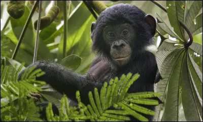Le bonobo se distingue du chimpanzé commun par une face foncée et des poils plus longs.