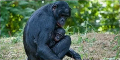 En moyenne, la femelle donne naissance à un petit tous les ans.