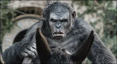 Dans la saga reboot "La Planète des singes", le bonobo à l'origine de la guerre entre les Singes et les Hommes s'appelle Kida.