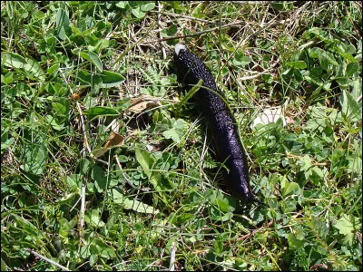 Le livre de Pierre Basson, de 1961, c'est...