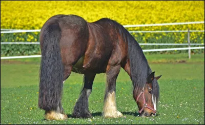 Quelle est la race de ce cheval ?