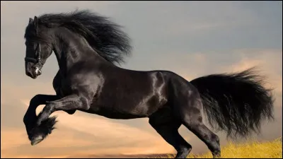 Quelle est la race de ce cheval ?