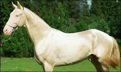 Quelle est la race de ce cheval ?