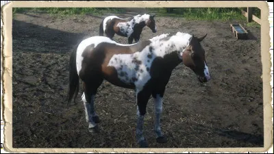 Quelle est la couleur de ce cheval ? ?