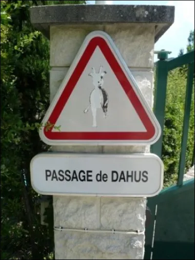 Marsupial d'Australie, dont certaines espèces peuvent voler en planant !