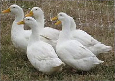 Le Canard cou nu est une race de canard domestique obtenue en...