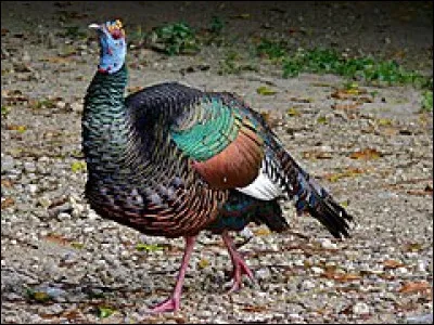 Dans quelle pays trouve-t-on principalement le dindon ocellé ?