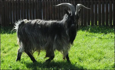 Comment dit-on "corne" en Vieux Norrois ?